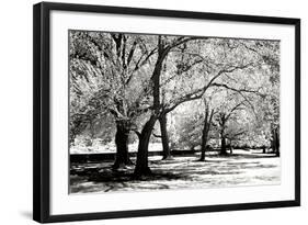 Fantasy Oaks BW-Alan Hausenflock-Framed Photographic Print