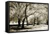 Fantasy Oaks-Alan Hausenflock-Framed Stretched Canvas