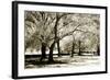 Fantasy Oaks-Alan Hausenflock-Framed Photographic Print