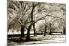 Fantasy Oaks-Alan Hausenflock-Mounted Photographic Print