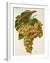 Farana Grape-J. Troncy-Framed Giclee Print