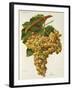 Farana Grape-J. Troncy-Framed Giclee Print