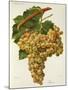 Farana Grape-J. Troncy-Mounted Giclee Print