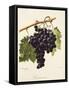 Farana Noir Grape-A. Kreyder-Framed Stretched Canvas