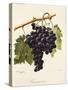 Farana Noir Grape-A. Kreyder-Stretched Canvas