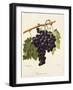 Farana Noir Grape-A. Kreyder-Framed Giclee Print