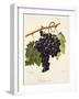 Farana Noir Grape-A. Kreyder-Framed Giclee Print