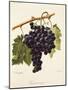 Farana Noir Grape-A. Kreyder-Mounted Giclee Print