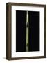 Fargesia Utilis (Bamboo) - Shoot-Paul Starosta-Framed Photographic Print