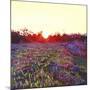 Farley Sunset, 2012-Helen White-Mounted Giclee Print