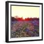 Farley Sunset, 2012-Helen White-Framed Giclee Print