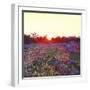 Farley Sunset, 2012-Helen White-Framed Giclee Print