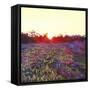 Farley Sunset, 2012-Helen White-Framed Stretched Canvas