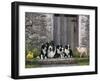 Farm Animal Stable-John Zaccheo-Framed Giclee Print