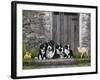 Farm Animal Stable-John Zaccheo-Framed Giclee Print