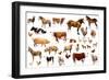 Farm Animals, 2004-Alex Williams-Framed Giclee Print