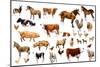 Farm Animals, 2004-Alex Williams-Mounted Giclee Print