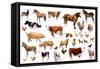 Farm Animals, 2004-Alex Williams-Framed Stretched Canvas