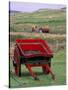 Farm Animals and Wheelbarrow, Kilmuir, Isle of Skye, Scotland-Gavriel Jecan-Stretched Canvas