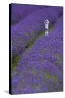 Farm Birdhouse with Rows of Lavender at Lavender Festival, Sequim, Washington, USA-Merrill Images-Stretched Canvas