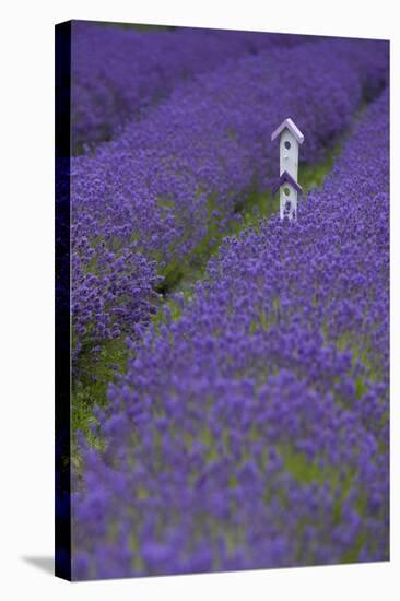 Farm Birdhouse with Rows of Lavender at Lavender Festival, Sequim, Washington, USA-Merrill Images-Stretched Canvas