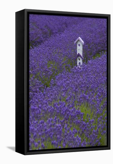 Farm Birdhouse with Rows of Lavender at Lavender Festival, Sequim, Washington, USA-Merrill Images-Framed Stretched Canvas