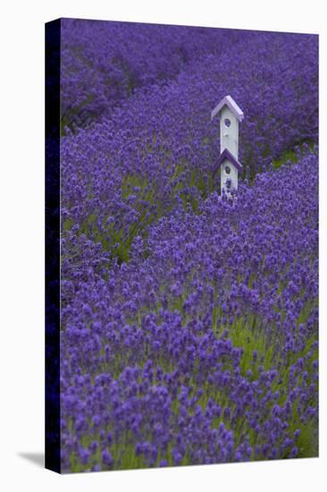 Farm Birdhouse with Rows of Lavender at Lavender Festival, Sequim, Washington, USA-Merrill Images-Stretched Canvas