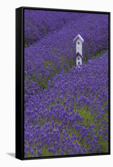 Farm Birdhouse with Rows of Lavender at Lavender Festival, Sequim, Washington, USA-Merrill Images-Framed Stretched Canvas