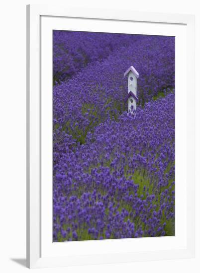 Farm Birdhouse with Rows of Lavender at Lavender Festival, Sequim, Washington, USA-Merrill Images-Framed Premium Photographic Print