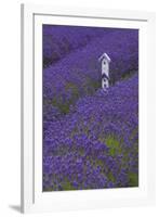 Farm Birdhouse with Rows of Lavender at Lavender Festival, Sequim, Washington, USA-Merrill Images-Framed Photographic Print