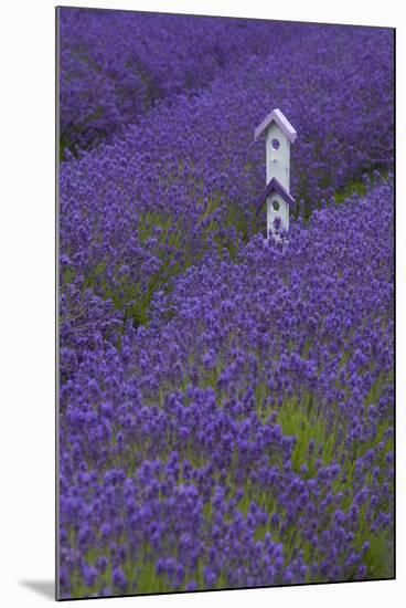 Farm Birdhouse with Rows of Lavender at Lavender Festival, Sequim, Washington, USA-Merrill Images-Mounted Photographic Print
