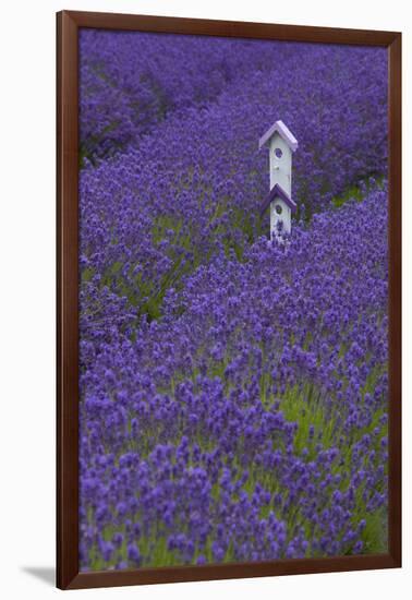 Farm Birdhouse with Rows of Lavender at Lavender Festival, Sequim, Washington, USA-Merrill Images-Framed Photographic Print