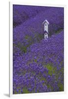 Farm Birdhouse with Rows of Lavender at Lavender Festival, Sequim, Washington, USA-Merrill Images-Framed Premium Photographic Print