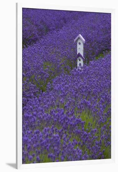 Farm Birdhouse with Rows of Lavender at Lavender Festival, Sequim, Washington, USA-Merrill Images-Framed Premium Photographic Print