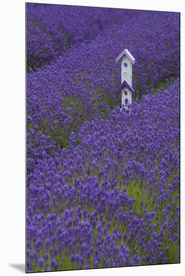 Farm Birdhouse with Rows of Lavender at Lavender Festival, Sequim, Washington, USA-Merrill Images-Mounted Premium Photographic Print