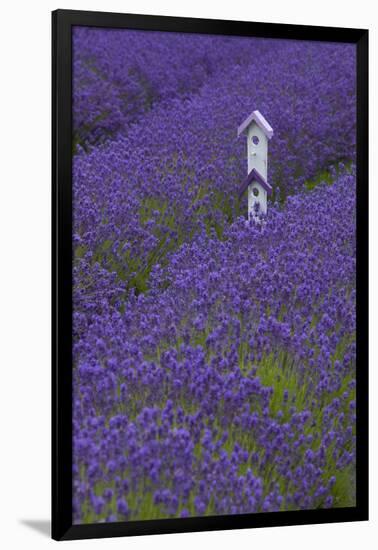 Farm Birdhouse with Rows of Lavender at Lavender Festival, Sequim, Washington, USA-Merrill Images-Framed Premium Photographic Print