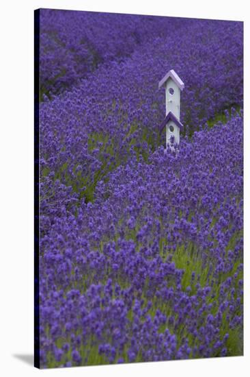 Farm Birdhouse with Rows of Lavender at Lavender Festival, Sequim, Washington, USA-Merrill Images-Stretched Canvas