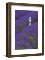 Farm Birdhouse with Rows of Lavender at Lavender Festival, Sequim, Washington, USA-Merrill Images-Framed Photographic Print