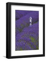 Farm Birdhouse with Rows of Lavender at Lavender Festival, Sequim, Washington, USA-Merrill Images-Framed Photographic Print