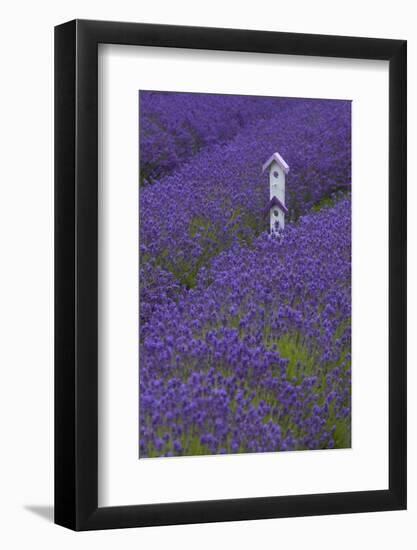 Farm Birdhouse with Rows of Lavender at Lavender Festival, Sequim, Washington, USA-Merrill Images-Framed Photographic Print