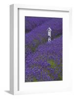 Farm Birdhouse with Rows of Lavender at Lavender Festival, Sequim, Washington, USA-Merrill Images-Framed Photographic Print