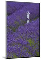 Farm Birdhouse with Rows of Lavender at Lavender Festival, Sequim, Washington, USA-Merrill Images-Mounted Photographic Print