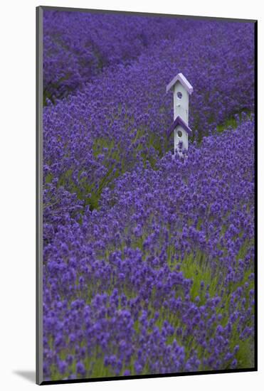 Farm Birdhouse with Rows of Lavender at Lavender Festival, Sequim, Washington, USA-Merrill Images-Mounted Photographic Print