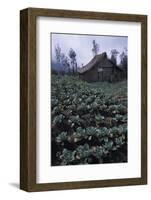 Farm Building In Bromo-Tengger-Semeru National Park, Java, Indonesia-Daniel Gomez-Framed Photographic Print