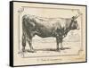 Farm Bull I-Gwendolyn Babbitt-Framed Stretched Canvas