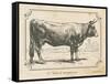 Farm Bull I-Gwendolyn Babbitt-Framed Stretched Canvas