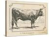 Farm Bull I-Gwendolyn Babbitt-Stretched Canvas