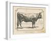 Farm Bull I-Gwendolyn Babbitt-Framed Art Print