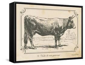 Farm Bull I-Gwendolyn Babbitt-Framed Stretched Canvas