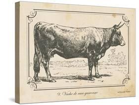 Farm Bull I-Gwendolyn Babbitt-Stretched Canvas